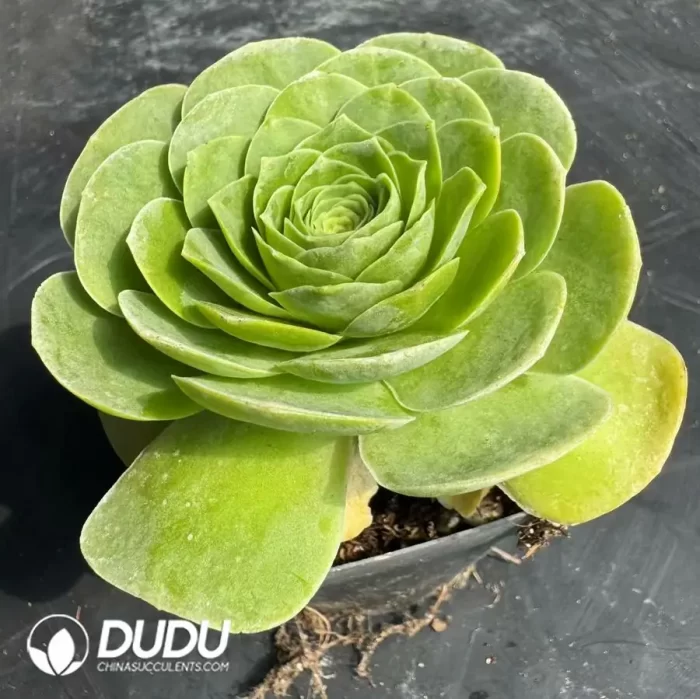 Aeonium Love Letter Peach - Image 2