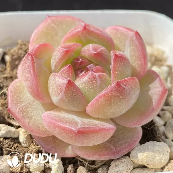 Echeveria OF1172 - Image 2
