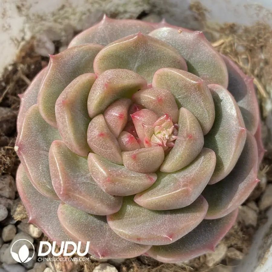 1743402673-e201.webp Echeveria OF927 - Image 1