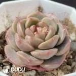 Echeveria OF927 - Image 2