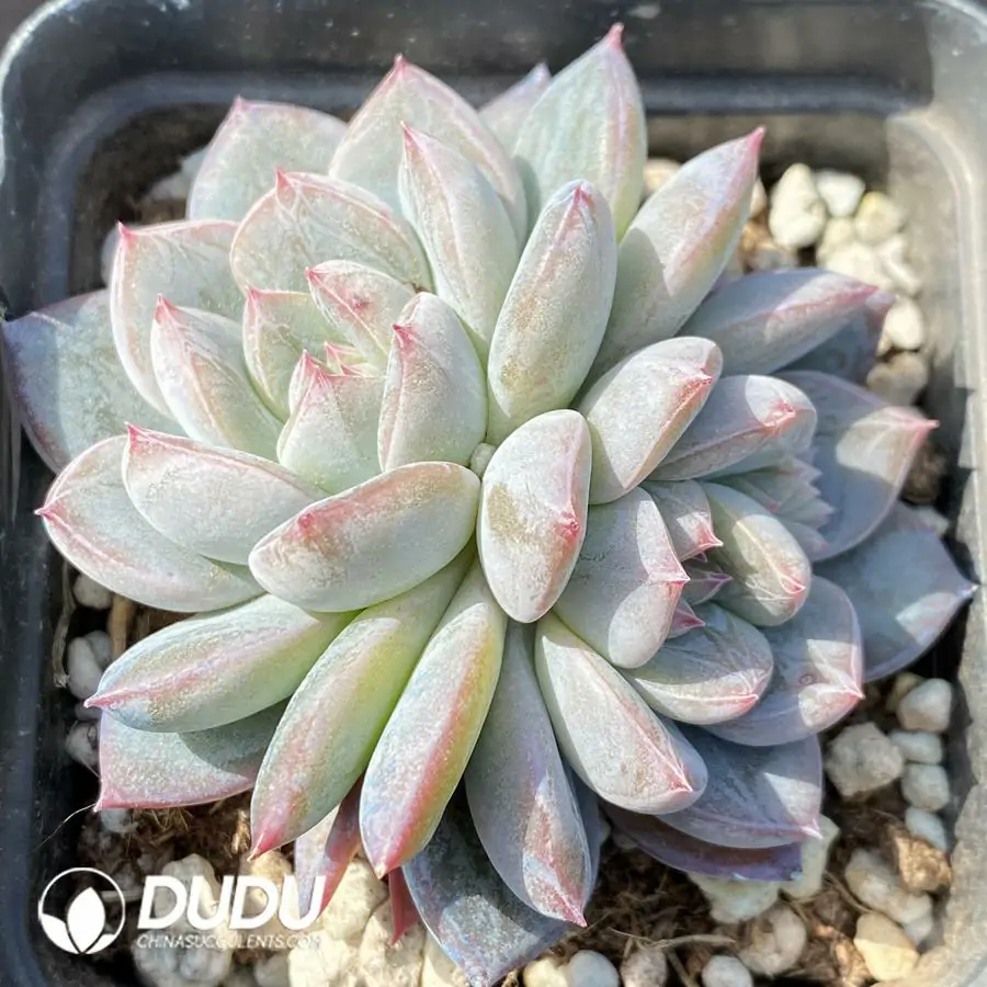 1743402681-e201.webp Echeveria OF1005 - Image 1
