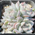 Echeveria OF1005 - Image 2