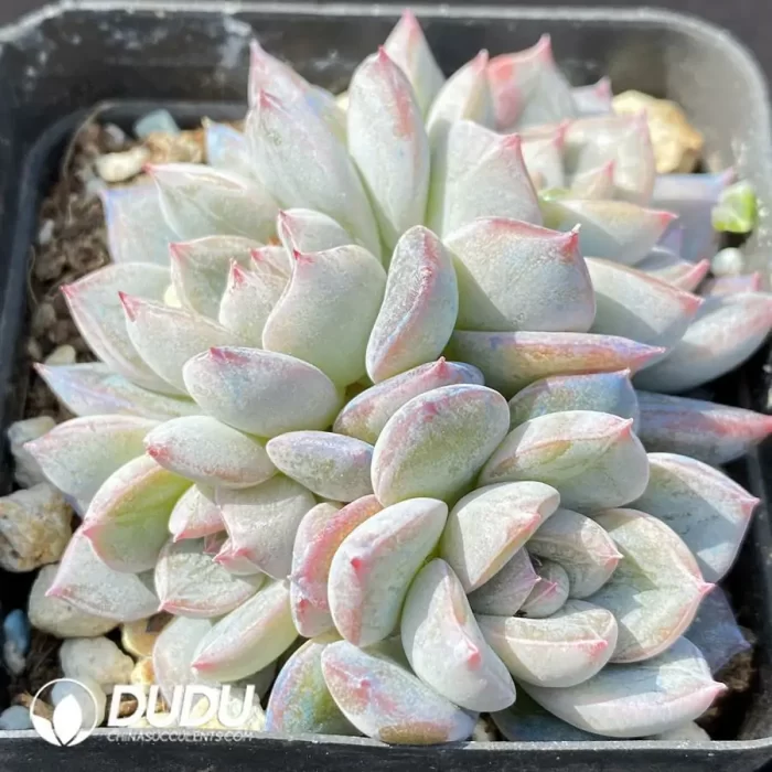 Echeveria OF1005 - Image 2