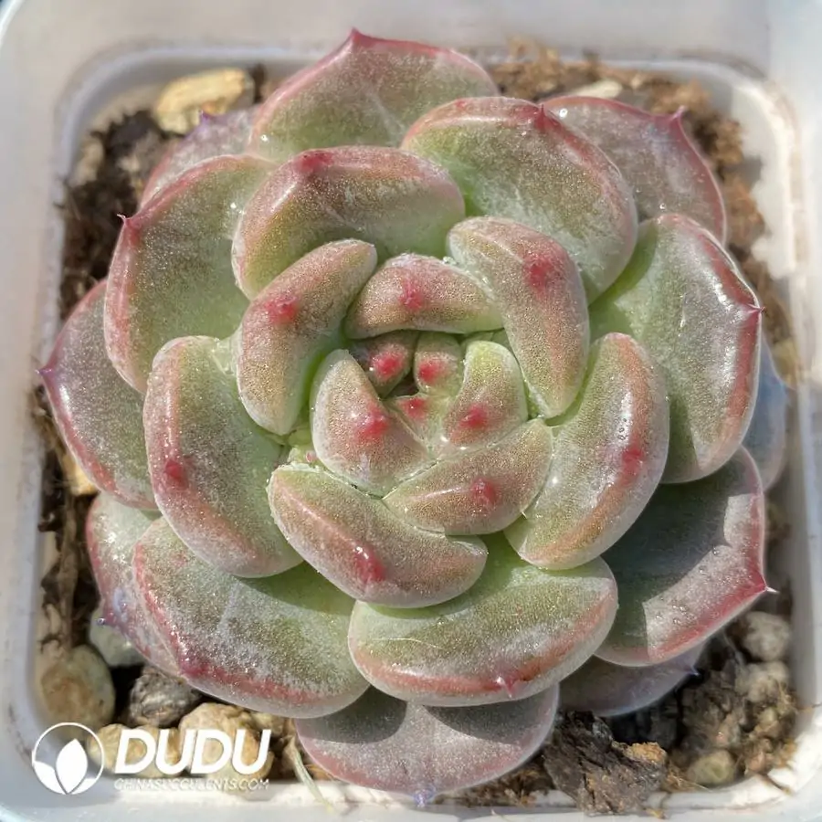 1743402725-e201.webp Echeveria OF1129 - Image 1