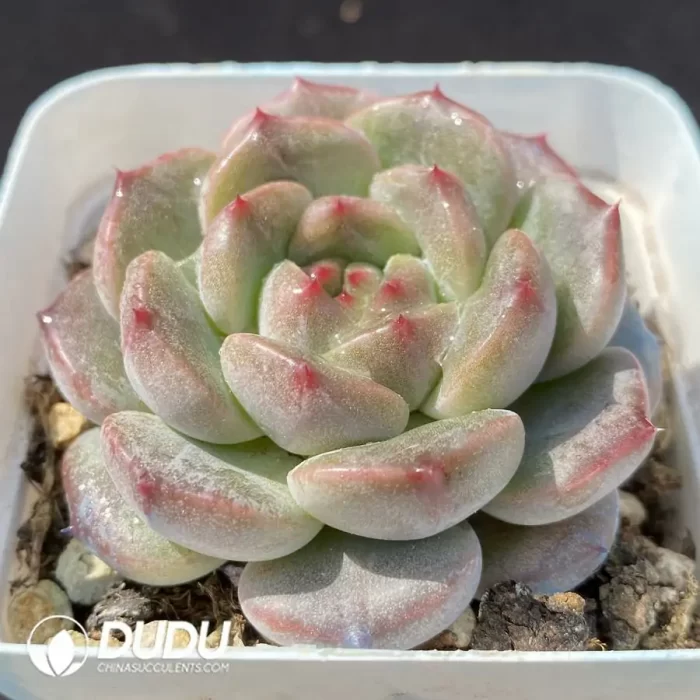 Echeveria OF1129 - Image 2