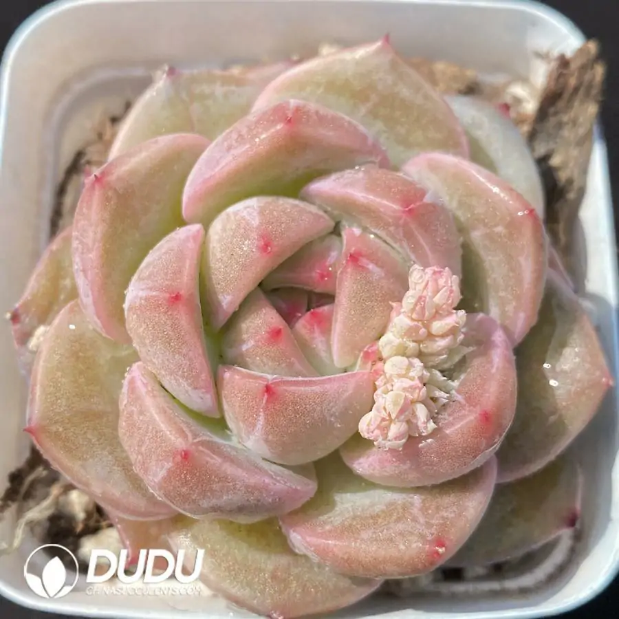 1743402730-e201.webp Echeveria OF1176 - Image 1