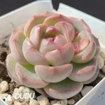 Echeveria OF1286 - Image 2