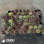 Sempervivum 60PCS Collocation-1 (Random Varieties)