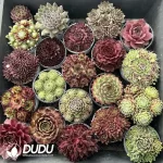 Sempervivum 60PCS Collocation-2 (Random Varieties)