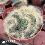 Pachycereus Pringlei Cristata