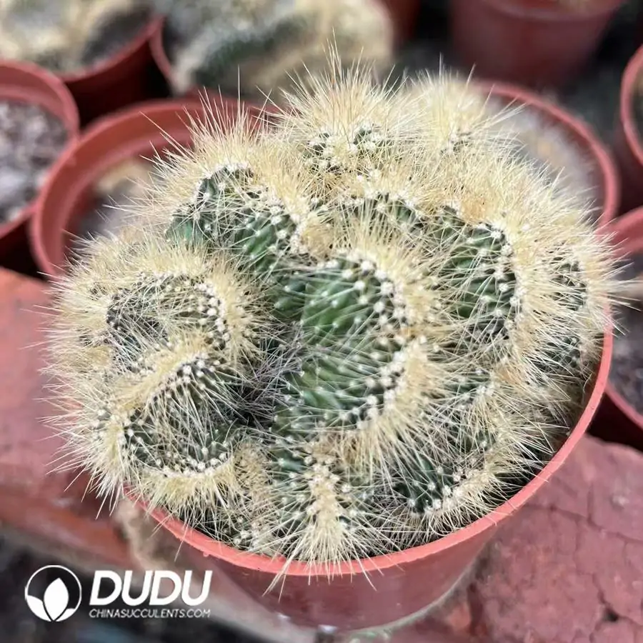 1743558650-e201.webp Pachycereus Pringlei Cristata - Image 1