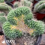 Mammillaria Rioverdens Cristata