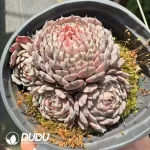 Echeveria  sp. Pinwheel Clustering