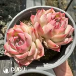 Echeveri Silhouette Double