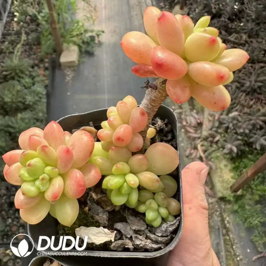 1743661496-e201.webp Sedum Shangri La Clustering - Image 1