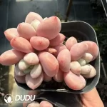 Graptopetalum Miul Clustering