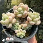 Sedum Clavatum Cluster