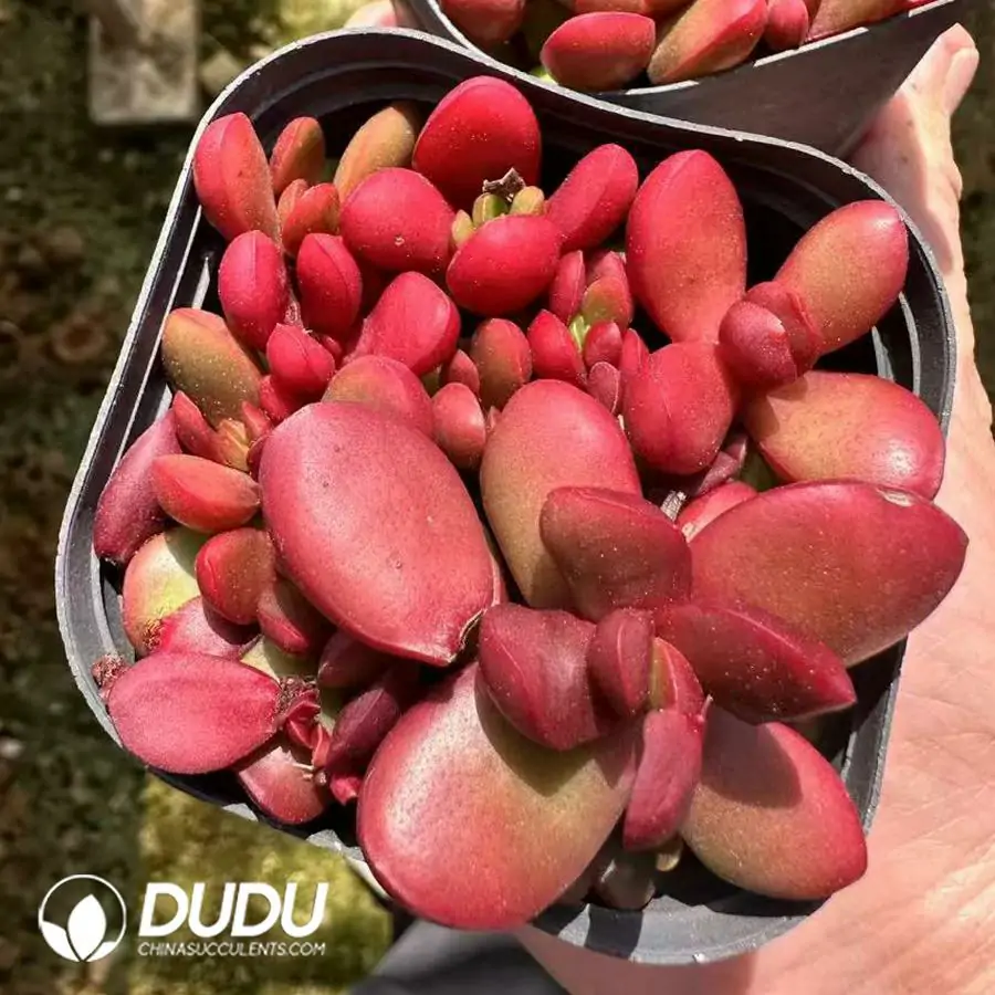 1743661906-e201.webp Crassula Clavata - Image 1