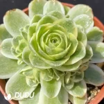 Aeonium Aureum Variegated Clustering