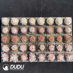 DUDU Collocation-2078