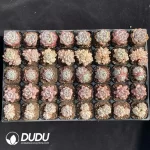 DUDU Collocation-2079