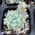 Sedum Raul Stone Variegated