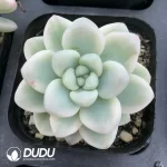 Sedum Raul Variegated