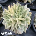 Graptoveria Silver Star Variegated Clustering