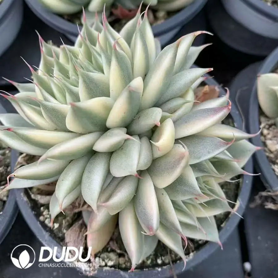 1744096292-e201.webp Graptoveria Silver Star Variegated Double Heads - Image 1