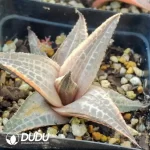 Haworthia venosa (Lam.) Haw Variegated