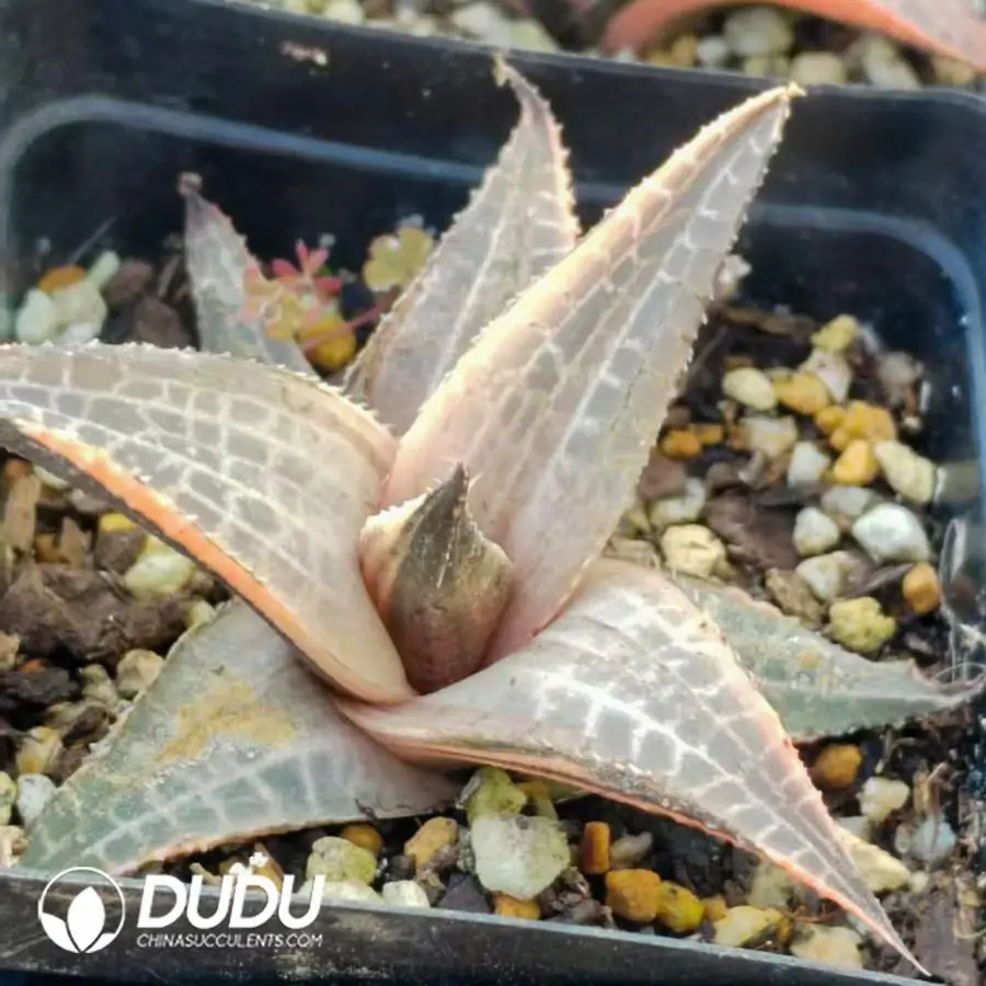 1744169866-e201.webp Haworthia venosa (Lam.) Haw Variegated - Image 1