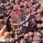 $2.12*24pcs Echeveria Ice Moon Clustering (Single Double Heads randomly)