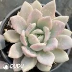 Graptopetalum Opalina Variegated