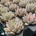 Graptopetalum Opalina Variegated - Image 2