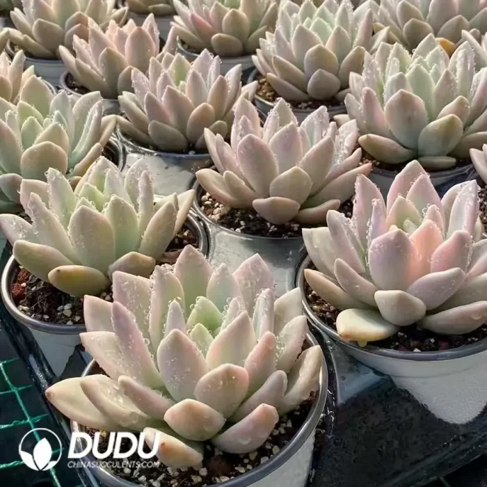 Graptopetalum Opalina Variegated - Image 2