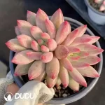 Pachyphytum Cherry Double Head
