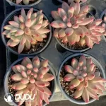 Pachyphytum Cherry Double Head - Image 2