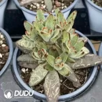 Kalanchoe  Tomentosa Clustering - Image 2
