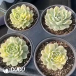 Echeveria Ice Strawberry Variegated - Image 2