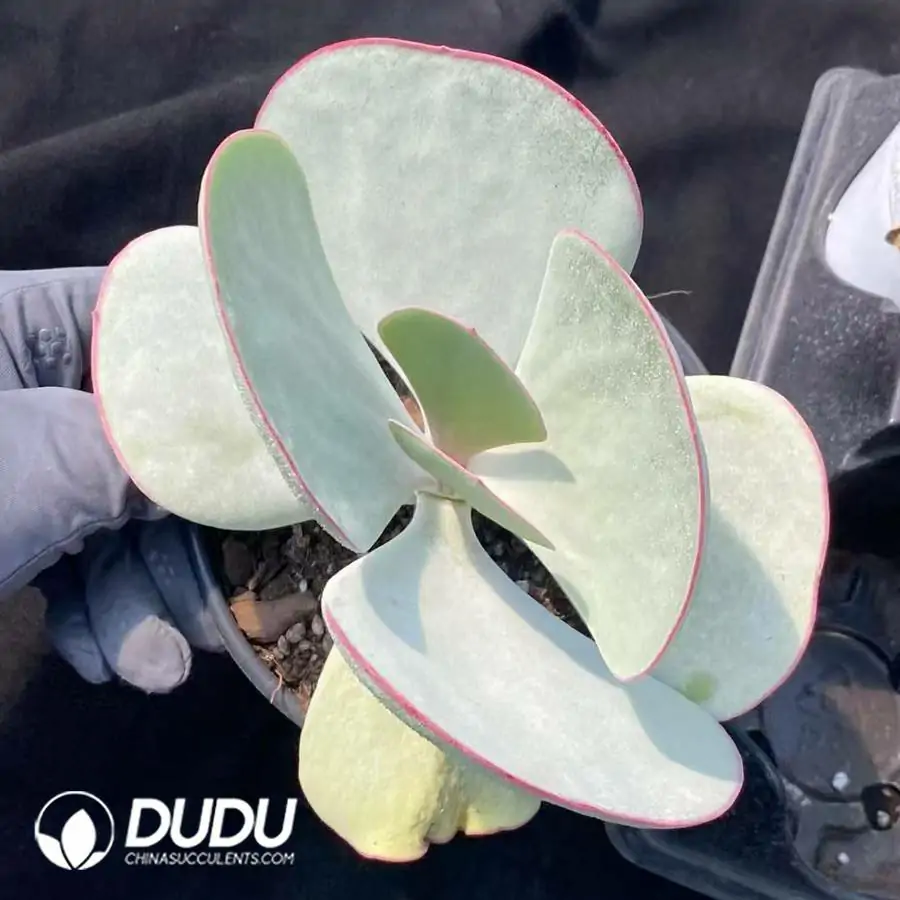 1744277166-e201.webp Kalanchoe White Brow - Image 1