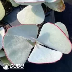 Kalanchoe White Brow - Image 2
