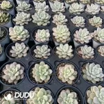 Graptopetalum Miul Variegated - Image 2