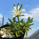 Dicrocaulon Love leaf - Image 2