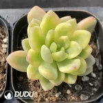 Sedum clavatum R.T.Clausen Variegated