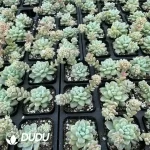 Sedum Raul Stone Variegated - Image 2