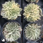 Graptoveria Silver Star Variegated Clustering - Image 2