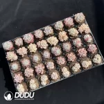 DUDU Collocation-2079 - Image 2