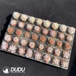 DUDU Collocation-2078 - Image 2