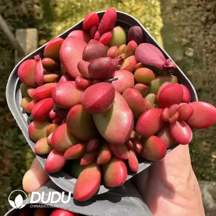 Crassula Clavata - Image 2