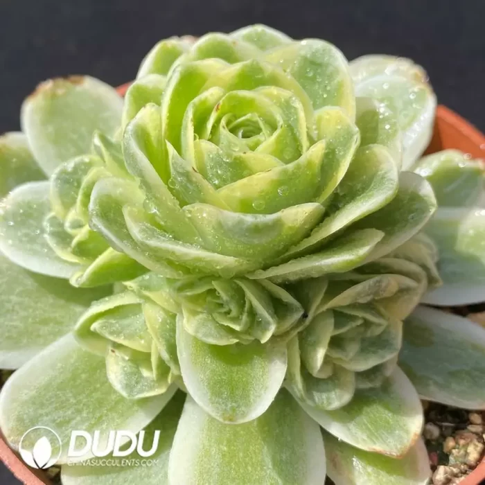 Aeonium Aureum Variegated Clustering - Image 2